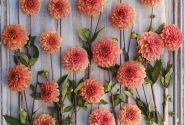 Dahlia hortensis Portofino