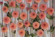 Dahlia hortensis Orange Breeze