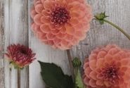 Dahlia hortensis Orange Breeze