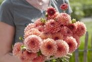 Dahlia hortensis Orange Breeze