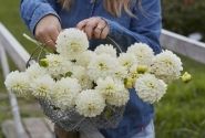 Dahlia hortensis Opportunity