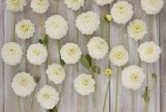Dahlia hortensis Opportunity