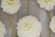 Dahlia hortensis Opportunity